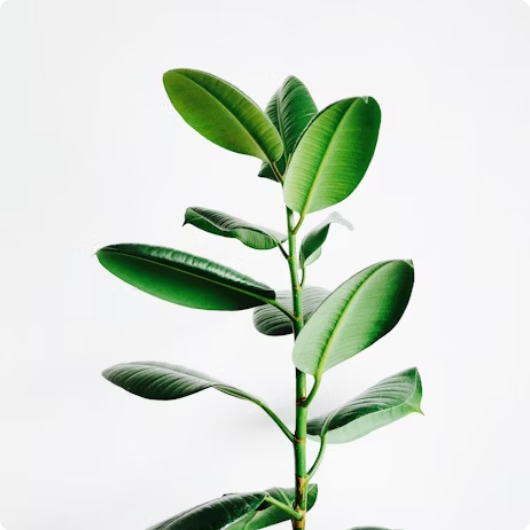 campaing image
